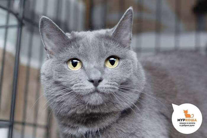 Кошка Ланфир