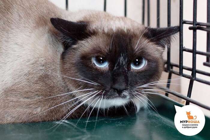 Кошка Ланфир