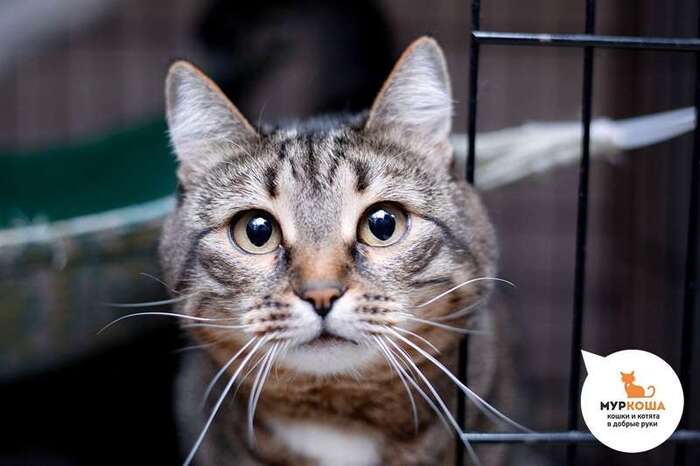 Кошка Афросинья