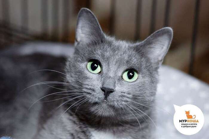 Кошка Мусьена