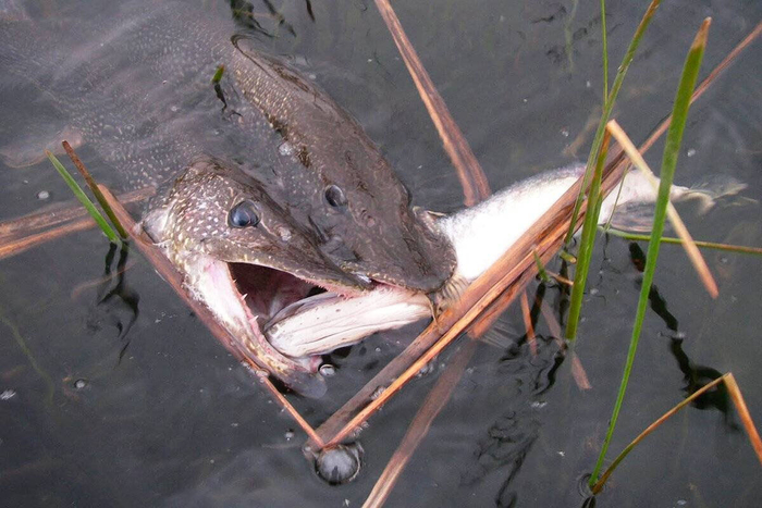 Если в озеро зашла щука, озеро вскоре станет щучьим.