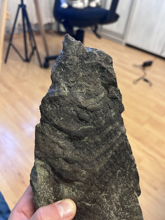 Обломок раковины аммонита.