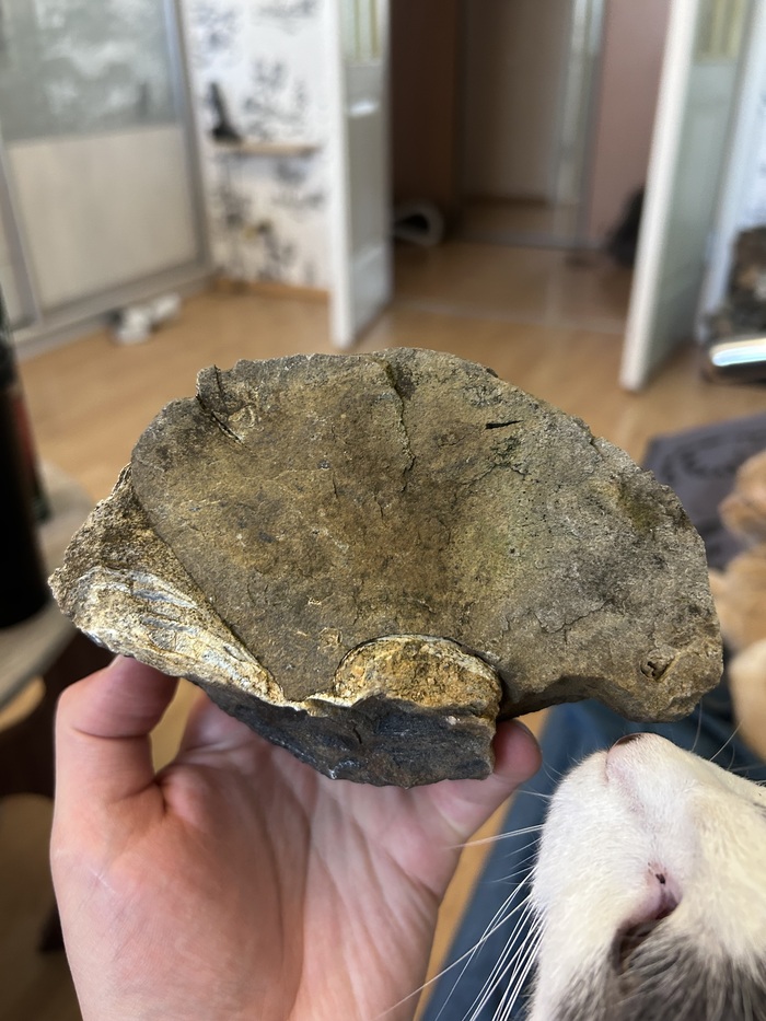 То самое окаменелое дерево (?)