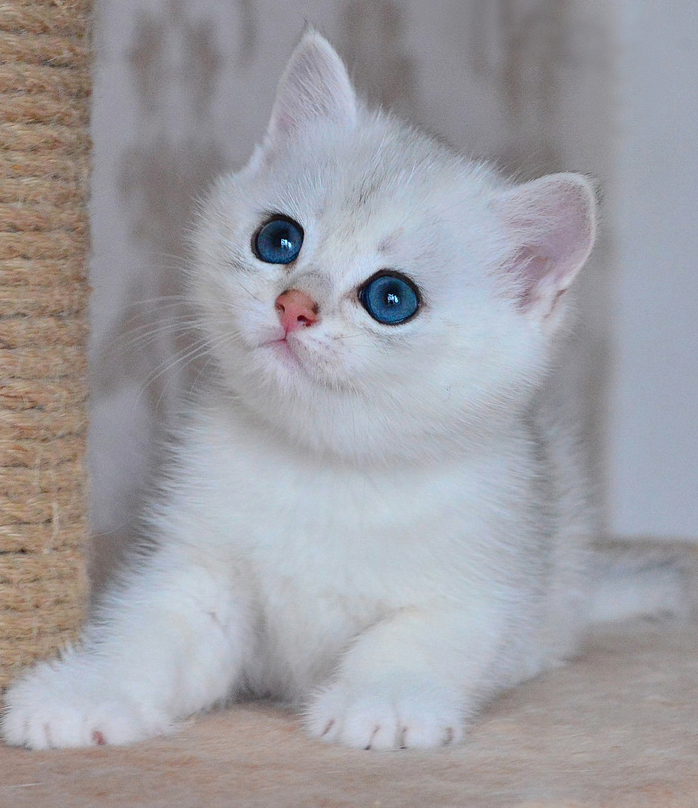  ,    Pearl Ermine Trace.      (2021 )