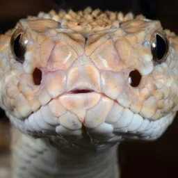 boaboab