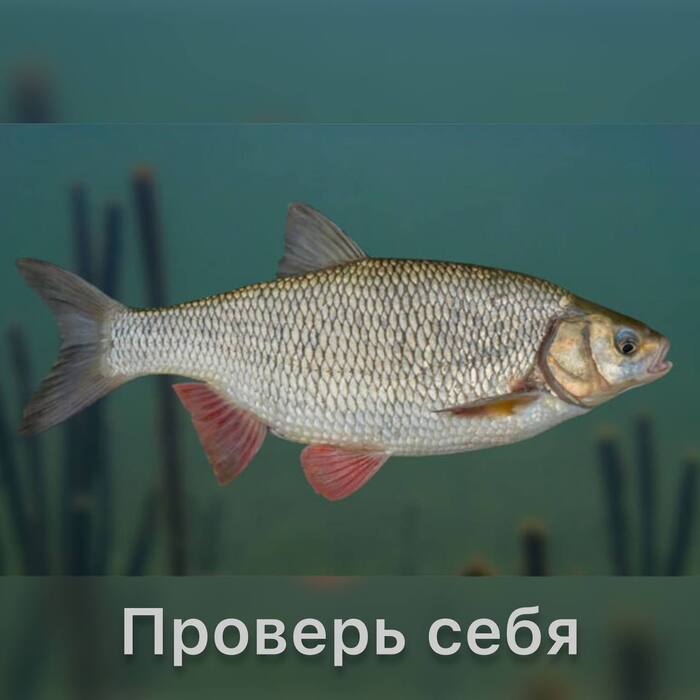 Какая рыба на фото?