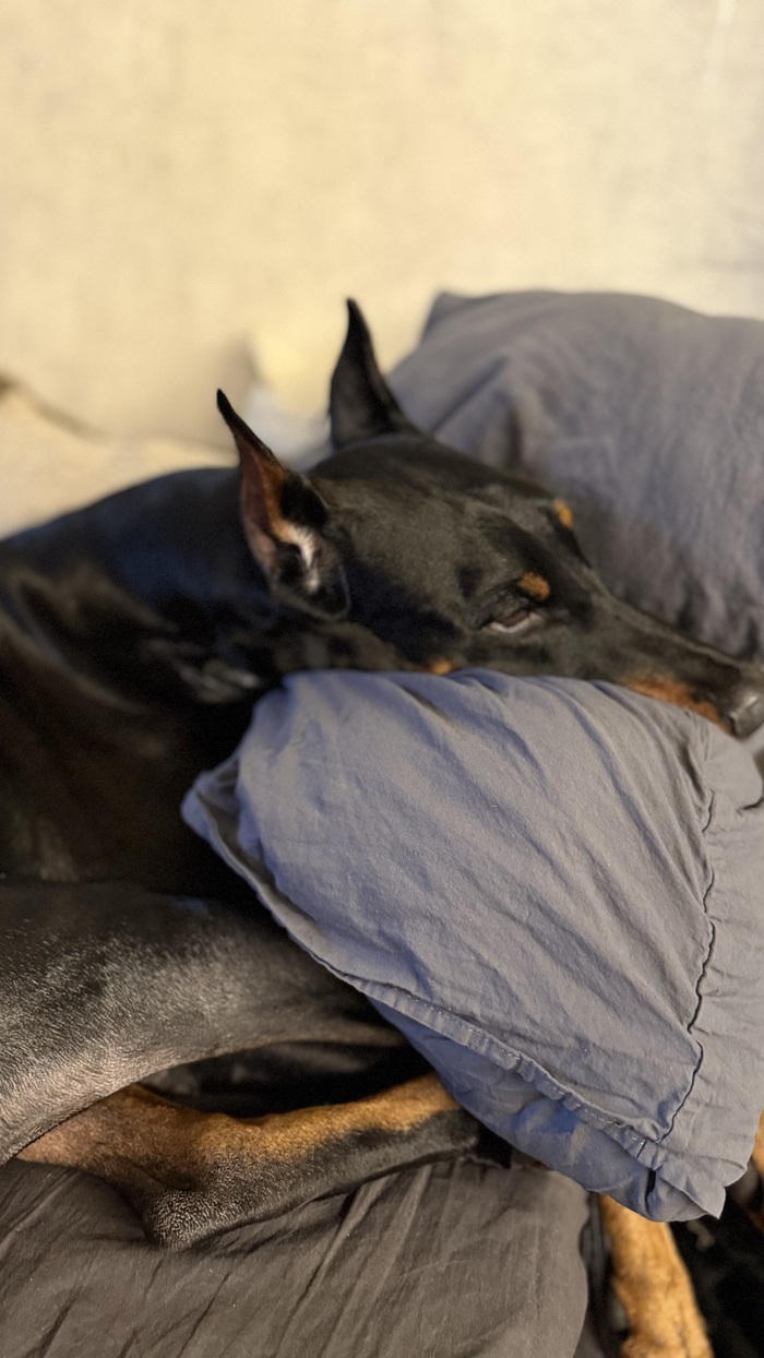 Что я узнала за 5 лет жизни с доберманом