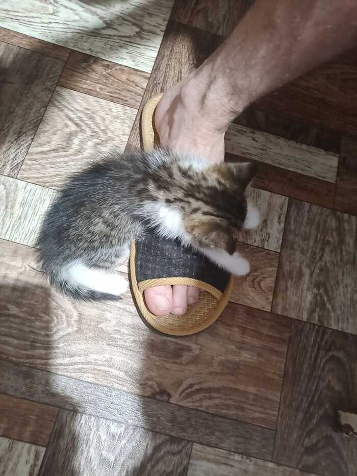    , ,  , , 