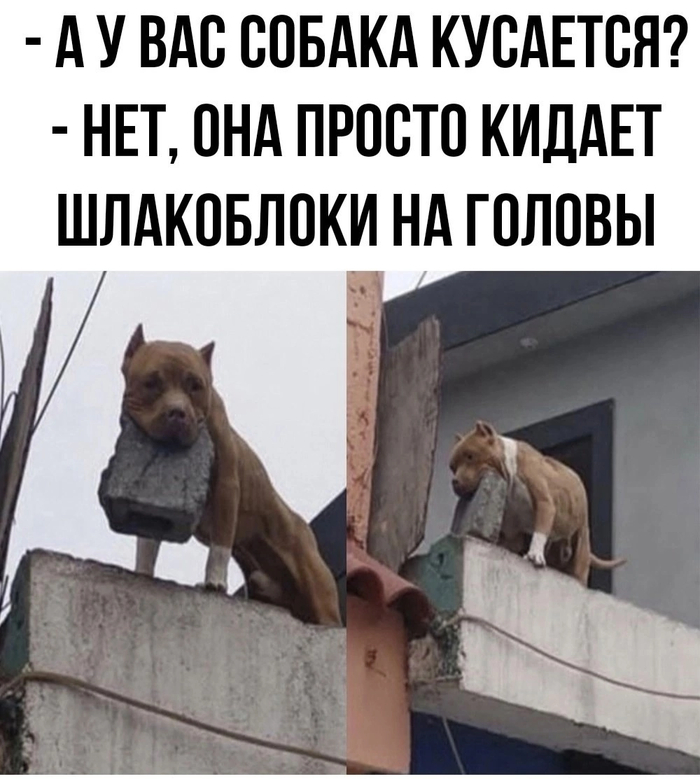 Зато не кусается