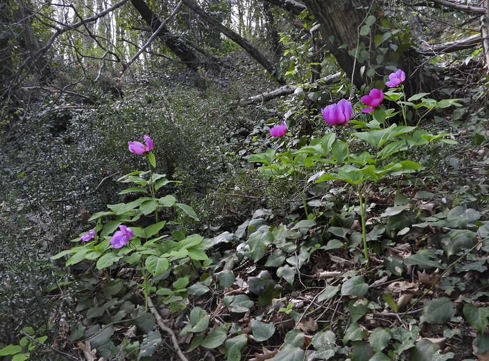 Фото Л. Головневой.