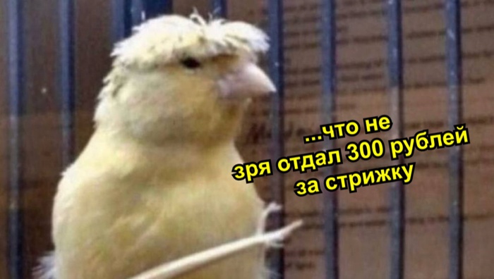 Когда парикмахер в бюджетной парикмахерской поворачивает тебя к зеркалу и ты понимаешь, что: