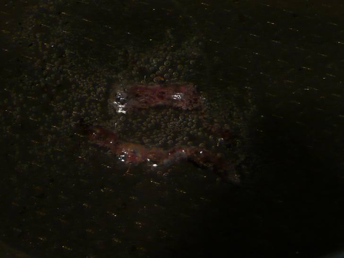        .    <a href="https://pikabu.ru/story/sbornik_merzosti_s_fotografiyami_12604000?u=https%3A%2F%2Fen.wikipedia.org%2Fwiki%2FKatsuobushi&t=%D0%BA%D1%83%D1%81%D0%BA%D0%B8%20%D0%B1%D0%BE%D0%BD%D0%B8%D1%82%D0%BE&h=acd7786242a527fb68c810e721394e983b8e9c7f" title="https://en.wikipedia.org/wiki/Katsuobushi" target="_blank" rel="nofollow noopener"> </a>. ,  ""  .