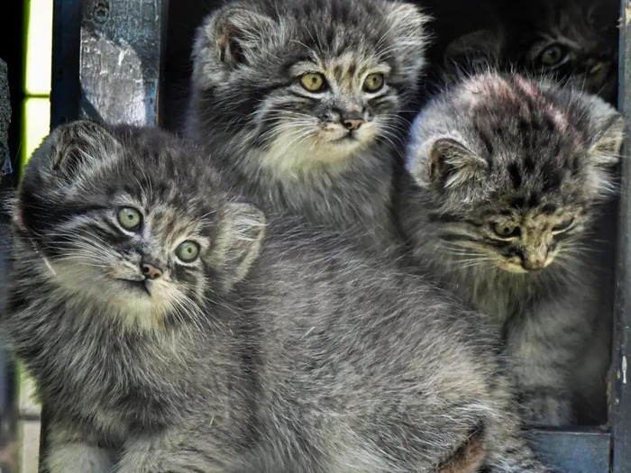 Автор фото <a href="https://pikabu.ru/story/s_dnyom_rozhdeniya_12597347?u=https%3A%2F%2Fwww.facebook.com%2Fphoto.php%3Ffbid%3D10159922416957248&t=Dakota%20zoo%20FB&h=163e9fe274e60532322a65e1b44af3cb04304276" title="https://www.facebook.com/photo.php?fbid=10159922416957248" target="_blank" rel="nofollow noopener">Dakota zoo FB </a>