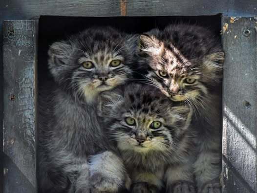 Автор фото <a href="https://pikabu.ru/story/s_dnyom_rozhdeniya_12597347?u=https%3A%2F%2Fwww.facebook.com%2Fphoto.php%3Ffbid%3D10159922416977248&t=Dakota%20zoo%20FB&h=dfa53320ad2c22c7872f3b15f746fb41cc35d56c" title="https://www.facebook.com/photo.php?fbid=10159922416977248" target="_blank" rel="nofollow noopener">Dakota zoo FB </a>