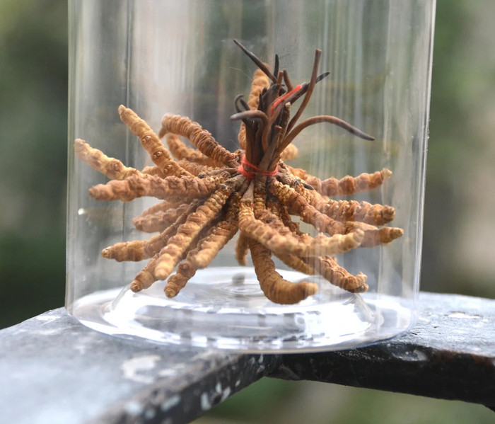 Это паразитический грибок, который вдохновил создателей игры The Last of Us