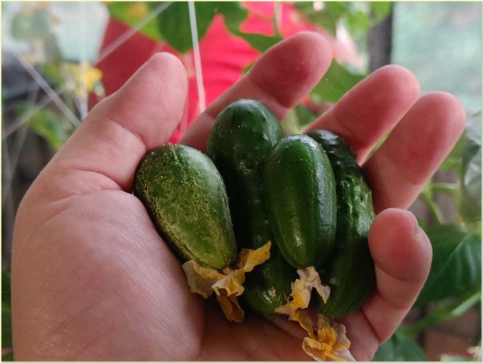 Горсть огурцов