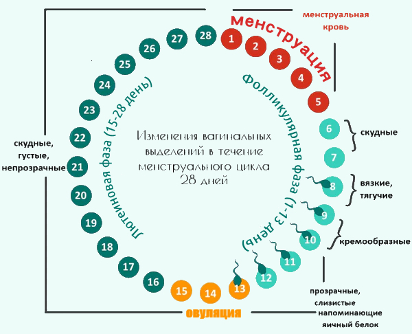 Что выделяют женщины Выделения, Кожа, Врачи, Медицина, Физиология, Женское, Анатомия, Ликбез, Это норма, Гинекология, Длиннопост, Что я узнал Что выделяют женщины Выделения, Кожа, Врачи, Медицина, Физиология, Женское, Анатомия, Ликбез, Это норма, Гинекология, Длиннопост, Что я узнал