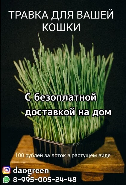 Where to look for customers to sell greens, salad microgreens, herbs and edible flowers. Who to sell to, what is the cost price and markup - Hydroponics, Telegram (link), Longpost, Salad, Greenery, Plant growing, Vertical Truss, Spices, Microgreens, Production