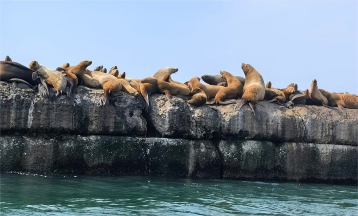 Только в трех местах в мире сивучи обитают именно в ГОРОДСКОЙ черте: это Невельск, Петропавловск-Камчатский и Сиэтл в США.
