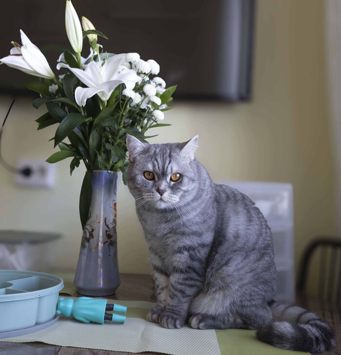 Хозяйка ушла на работу, теперь цветочки мои!