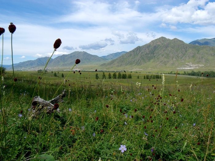 Каждая травинка рада тебе