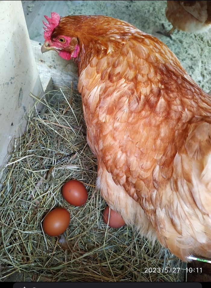 ��������� -����� ����� ���