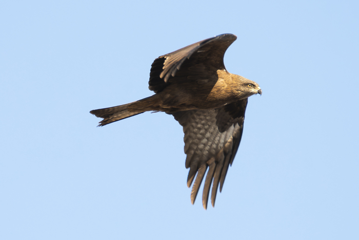 Черный коршун.