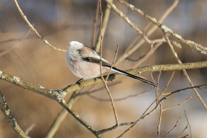 Грееееется...