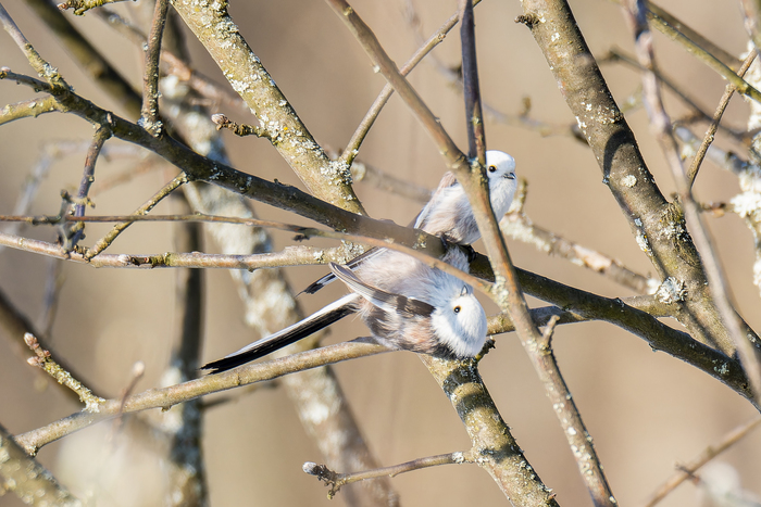 Влюблённые...