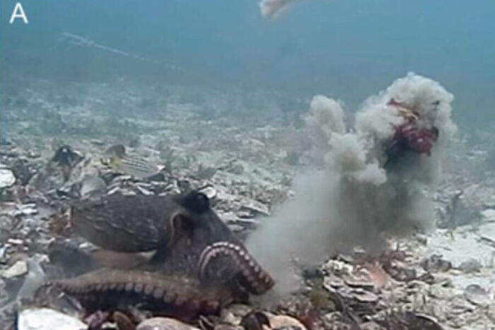 Необычное и необъяснимое в мире животных. 13 фактов, которые вас заинтересуют