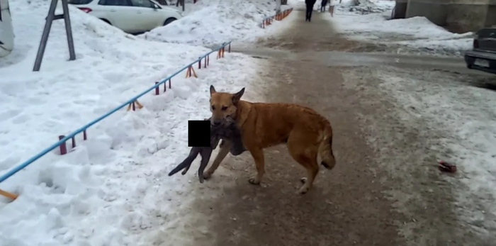 У этой милой собани в зубах кошка, с выпущенными кишками (зацензурено).