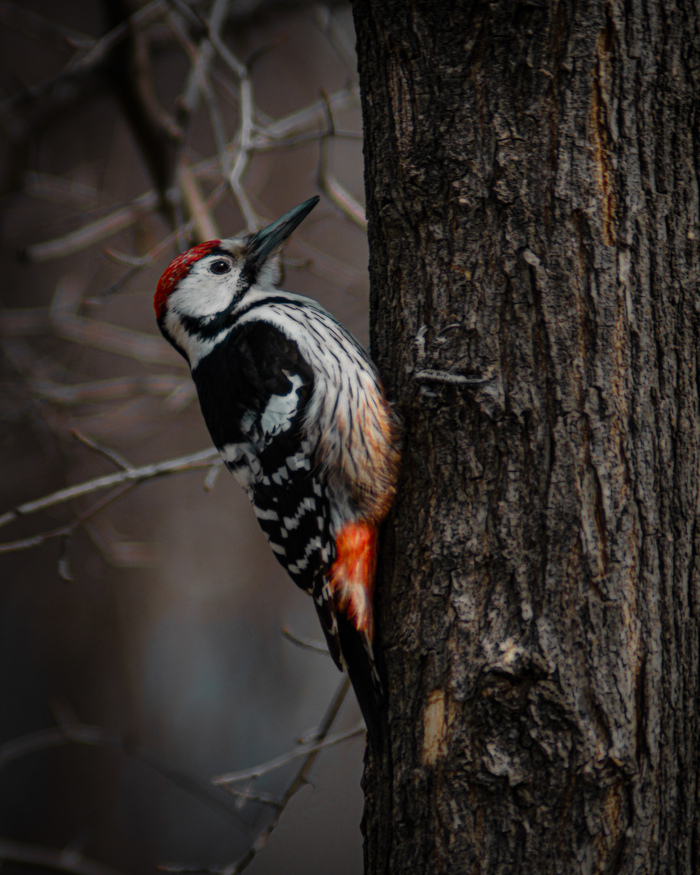 Белоспинный дятел🐦