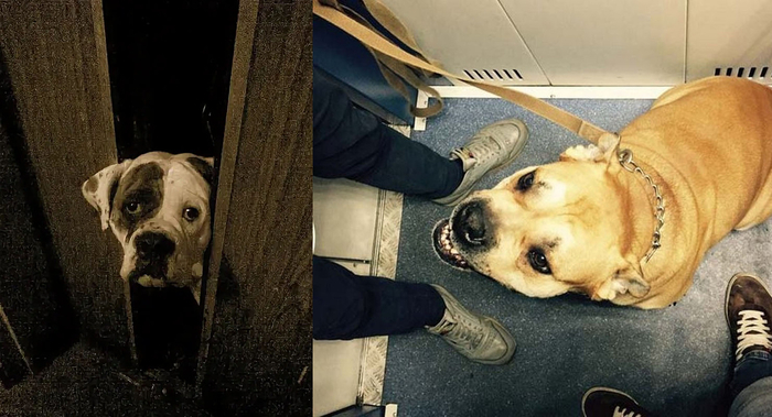 К мгновенному оттоку владельцев крупных собак из городов в пригород такой запрет приведет едва ли. Далеко не все готовы ради собаки уезжать из города, променяв его блага на свежий воздух.