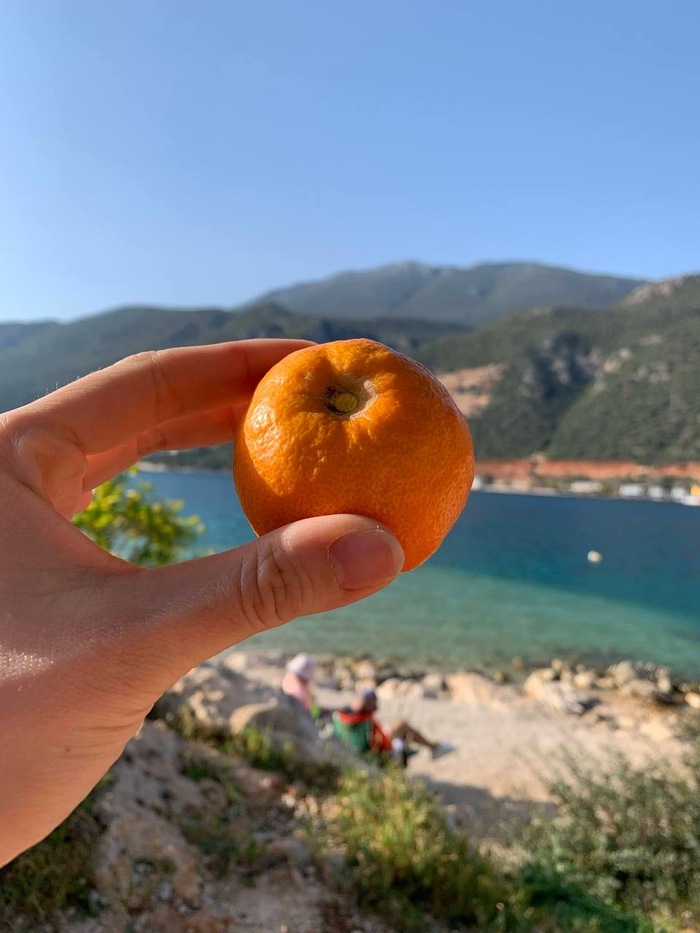 С дерева. Не вкусный.