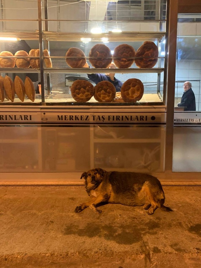 Песы не бедствуют