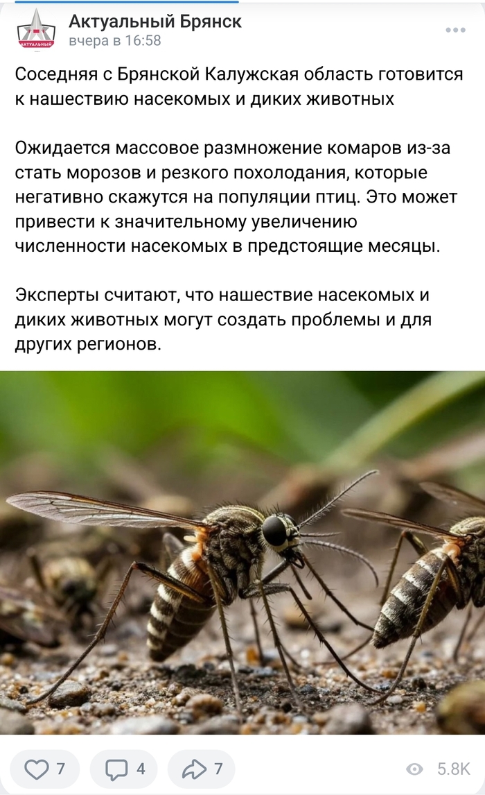 Неизвестные "эксперты" обещают комариный апокалипсис