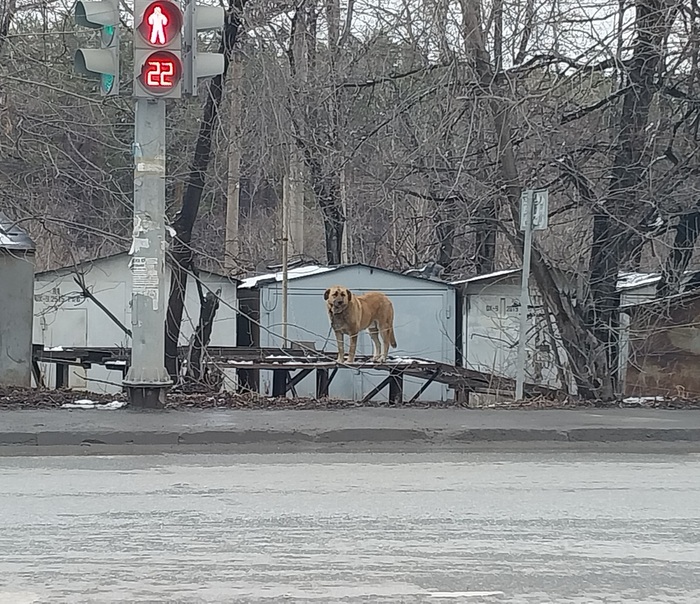 Техобслуживание собак под ключ...