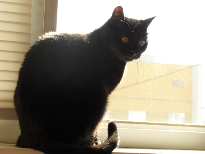 Весна, тепло, открыл окно, кот решил проверить как там оно?