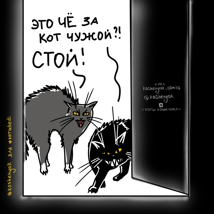 Кот чужой