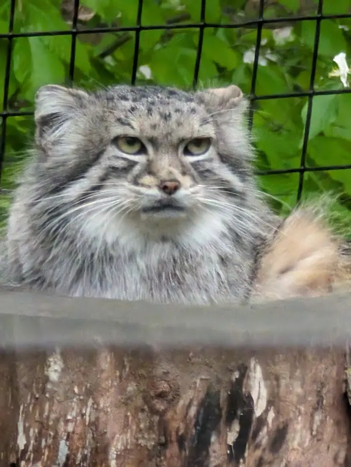 Фото взято из аккаунта <a href="https://pikabu.ru/story/s_dnyom_rozhdeniya_12620473?u=https%3A%2F%2Fmanulization.ru%2Fmanulover%2Fellenpallas&t=Ellen%20Pallas&h=2f90ee4f7d973385ddba8f78730302dd3290757a" title="https://manulization.ru/manulover/ellenpallas" target="_blank" rel="nofollow noopener">Ellen Pallas</a>