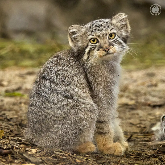 Автор фото <a href="https://pikabu.ru/story/s_dnyom_rozhdeniya_12620473?u=https%3A%2F%2Fmanulization.ru%2Fmanuls%2Fson-of-eve-2024-i.html&t=manulization.ru&h=bb52b101a6bc249d5f26121bf6b28b5cca3c2c58" title="https://manulization.ru/manuls/son-of-eve-2024-i.html" target="_blank" rel="nofollow noopener">manulization.ru</a>