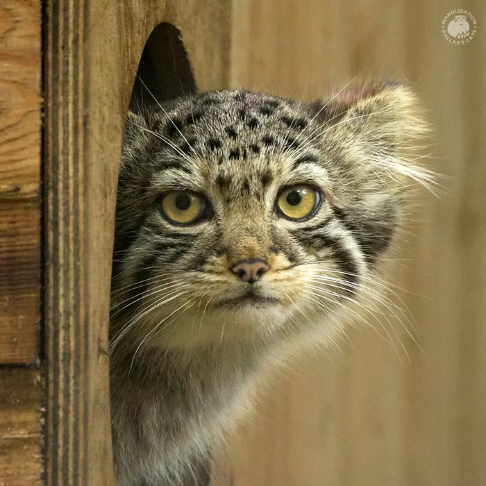 Автор фото <a href="https://pikabu.ru/story/s_dnyom_rozhdeniya_12620473?u=https%3A%2F%2Fmanulization.ru%2Fmanuls%2Fson-of-eve-2024-iv.html&t=manulization.ru&h=cabf94c3cd746311433d209c312123d39e3aeca8" title="https://manulization.ru/manuls/son-of-eve-2024-iv.html" target="_blank" rel="nofollow noopener">manulization.ru</a>