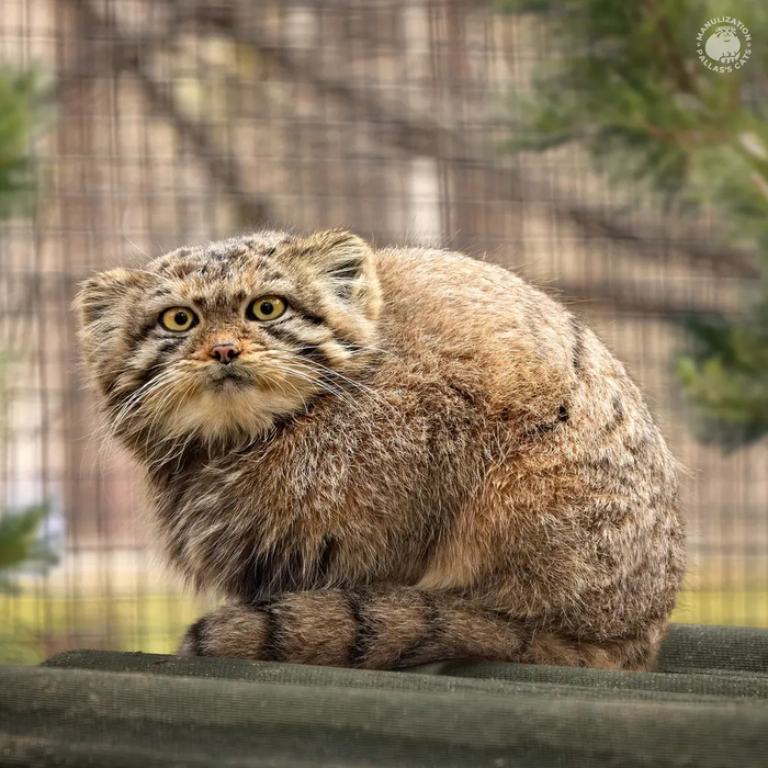 Автор фото <a href="https://pikabu.ru/story/s_dnyom_rozhdeniya_12620473?u=https%3A%2F%2Fmanulization.ru%2Fmanuls%2Fson-of-eve-2024-iii.html&t=manulization.ru&h=2054b1ff6628f3e2cbc85e26fd03a370021c0047" title="https://manulization.ru/manuls/son-of-eve-2024-iii.html" target="_blank" rel="nofollow noopener">manulization.ru</a>