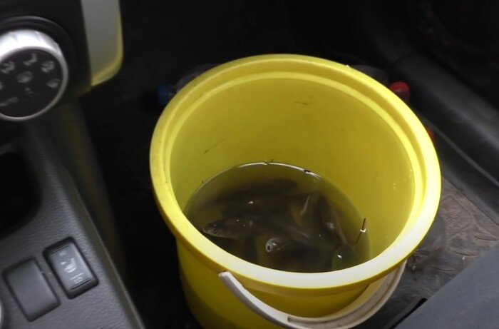 Ни капли мимо! Лайфхак для идеальной перевозки живца даже на ухабах