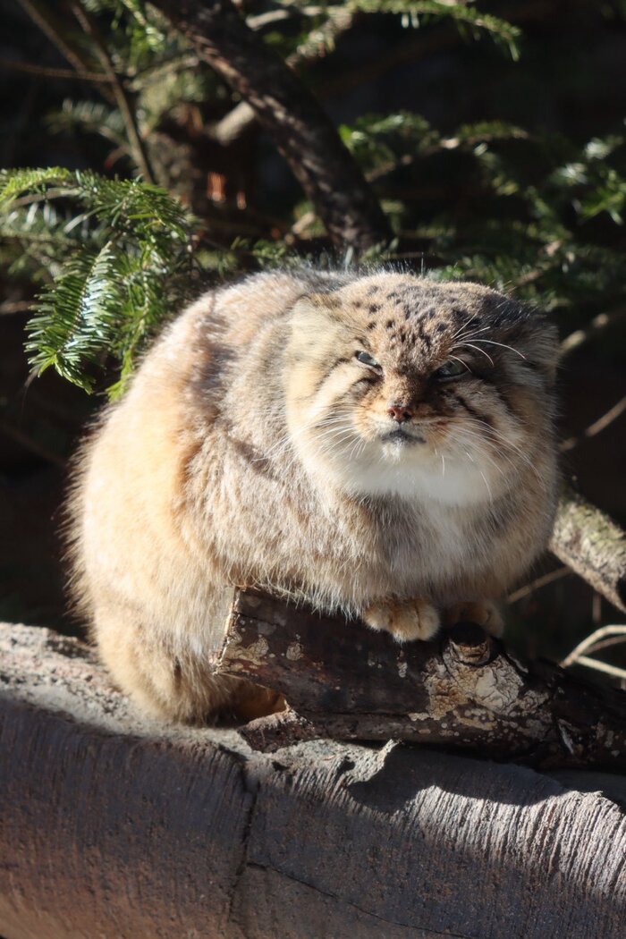 Можно мне хотя бы в день рождения поспать подольше?