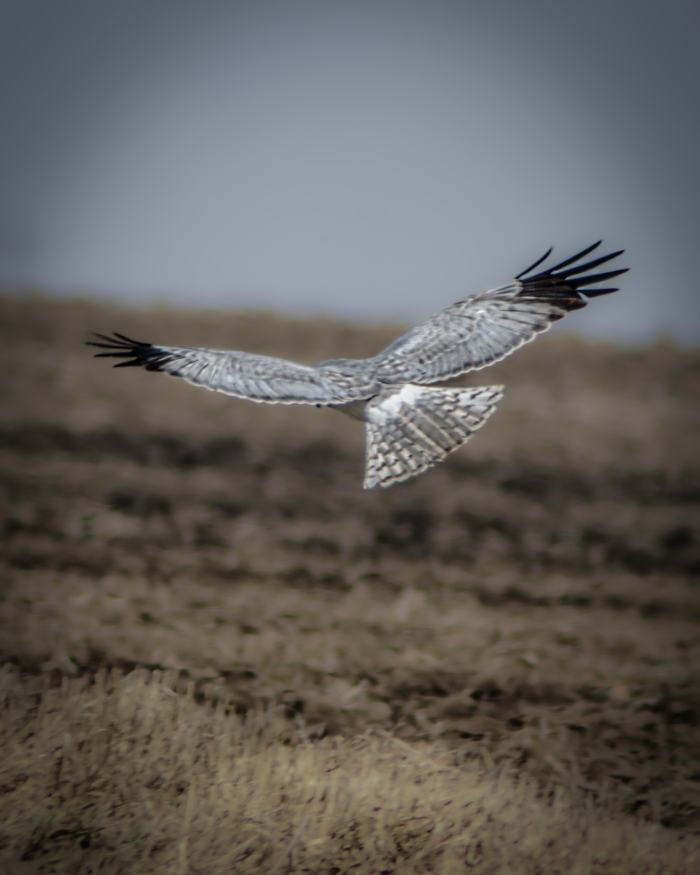 Полевой лунь🐦
