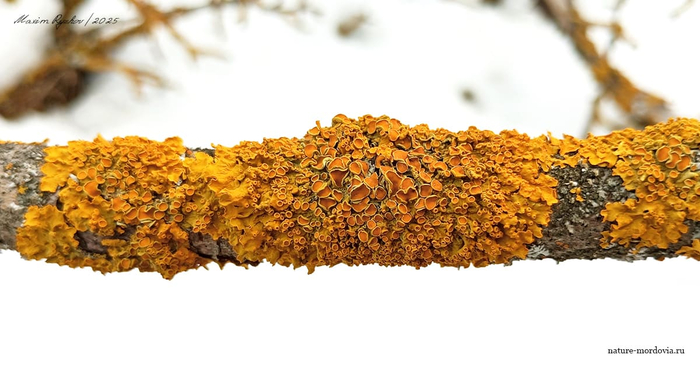 Ксантория настенная (Xanthoria parietina)