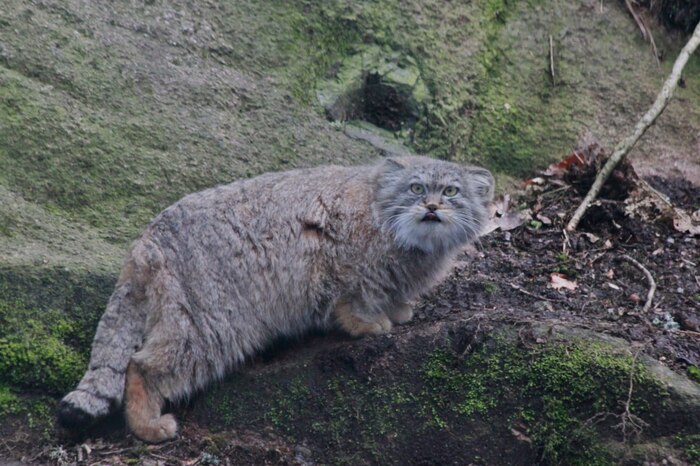 Я тётина племяшка!