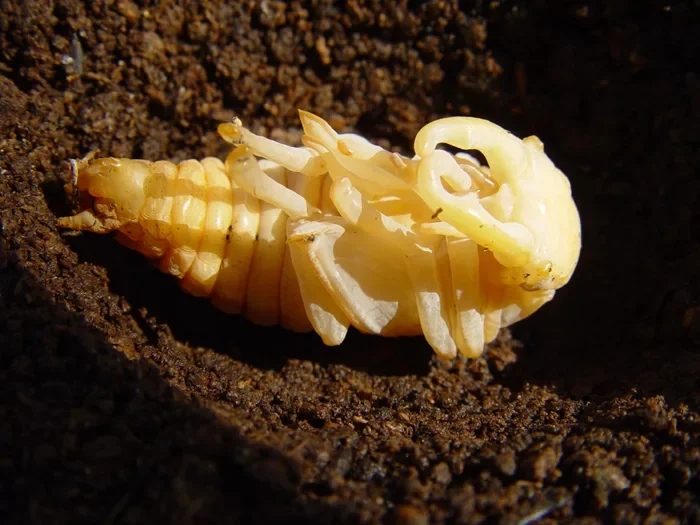 Правда ли, что насекомое внутри куколки полностью растворяется и пересобирается заново? Куколка, Насекомые, Животные, Дикие животные, Яндекс Дзен, Яндекс Дзен (ссылка), Длиннопост Правда ли, что насекомое внутри куколки полностью растворяется и пересобирается заново? Куколка, Насекомые, Животные, Дикие животные, Яндекс Дзен, Яндекс Дзен (ссылка), Длиннопост