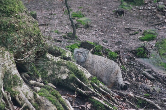 Любопытно...